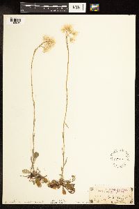 Antennaria howellii image
