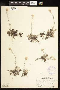 Antennaria howellii image