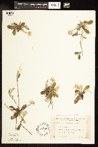 Antennaria howellii image