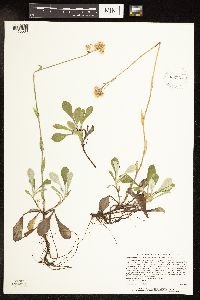 Antennaria parlinii subsp. fallax image