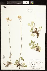 Antennaria howellii image