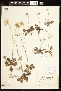Antennaria howellii image