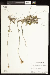 Antennaria neglecta image