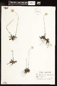 Antennaria neglecta image
