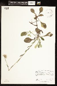 Antennaria parlinii subsp. fallax image
