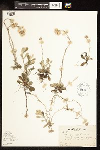Antennaria neglecta image