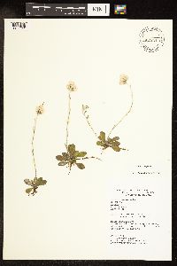 Antennaria neglecta image