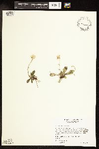 Antennaria neglecta image