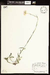 Antennaria neglecta image