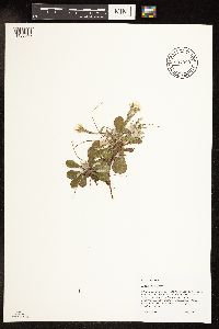Antennaria howellii image