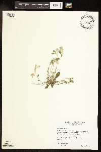 Antennaria neglecta image