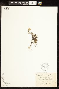 Antennaria howellii image