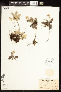 Antennaria neglecta image