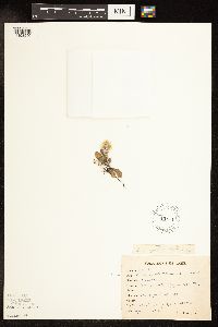 Antennaria neglecta image