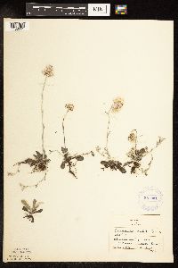 Antennaria neglecta image