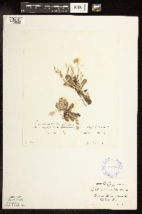 Antennaria neglecta image