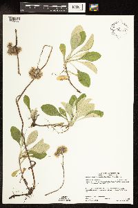 Antennaria parlinii subsp. fallax image