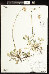 Antennaria parlinii subsp. fallax image