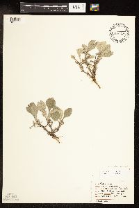 Antennaria parlinii subsp. fallax image