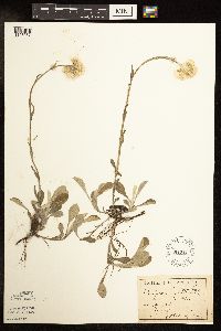 Antennaria parlinii subsp. fallax image