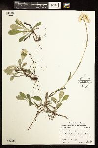 Antennaria parlinii subsp. fallax image