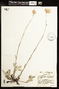 Antennaria parlinii subsp. fallax image