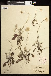 Antennaria parlinii subsp. fallax image