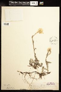 Antennaria plantaginifolia image