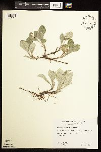 Antennaria plantaginifolia image