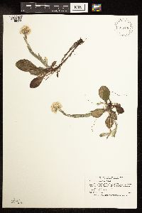 Antennaria parlinii subsp. fallax image