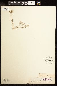 Antennaria plantaginifolia image