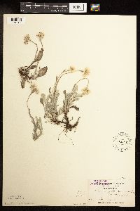 Antennaria plantaginifolia image