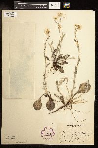 Antennaria plantaginifolia image