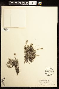 Antennaria alpina image