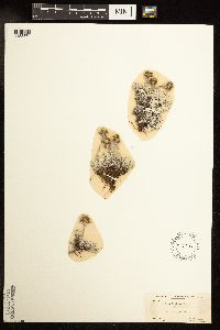 Antennaria alpina image