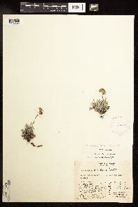 Antennaria friesiana subsp. alaskana image