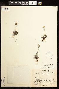 Antennaria friesiana subsp. alaskana image