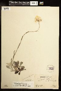 Antennaria parlinii subsp. fallax image