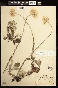 Antennaria parlinii subsp. fallax image