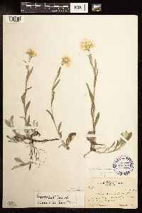 Antennaria parlinii subsp. fallax image