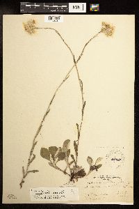 Antennaria parlinii subsp. fallax image