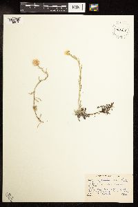 Antennaria rosea image