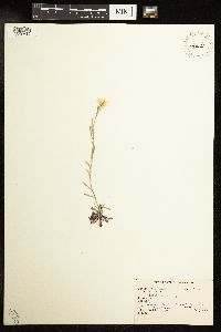 Antennaria rosea image