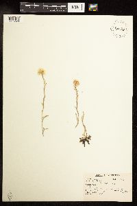 Antennaria rosea image