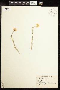 Antennaria rosea image