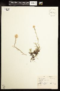 Antennaria rosea image