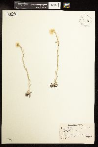 Antennaria rosea image