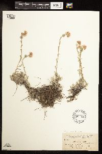 Antennaria rosea image