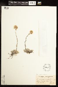 Antennaria rosea image