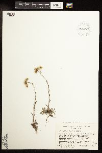 Antennaria rosea image